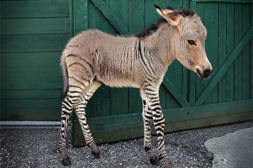 Ngắm những con vật lai kỳ lạ có thật