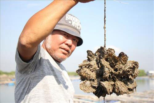 Bà Rịa – Vũng Tàu: Nuôi hàu Thái Bình Dương ngày mang lại hiệu quả kinh tế cao