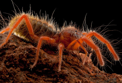 Giải mã nhện lạc đà: "Quỷ dữ giết người" siêu tốc độ trên sa mạc?