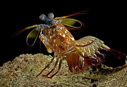 Các nhà khoa học khám phá ra bí mật của loài động vật mạnh nhất trong lịch sử