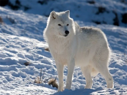 Những sự thật thú vị về động vật sống tại vùng Bắc cực - 10