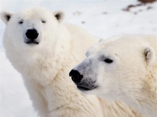Những sự thật thú vị về động vật sống tại vùng Bắc cực - 2