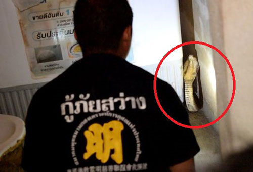 Nghe thấy tiếng rít kỳ lạ ở phòng tắm, người đàn ông nhìn kỹ thì thấy cảnh tượng sợ "tái mặt"