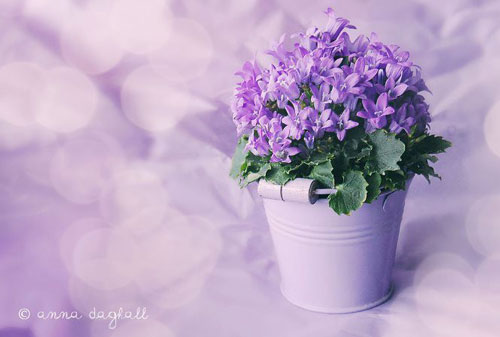 7 loại cây đặt trong phòng giúp bạn có giấc ngủ ngon