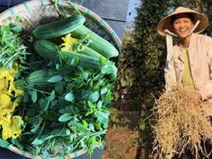 H'Hen Niê mê thu hoạch rau trái trong vườn, rẫy