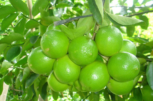 Hướng dẫn chăm sóc chanh cho quả sai trĩu quanh năm