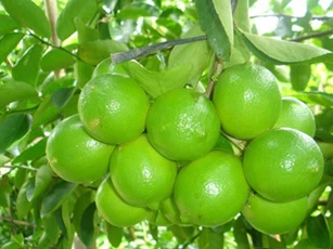 Hướng dẫn chăm sóc chanh cho quả sai trĩu quanh năm