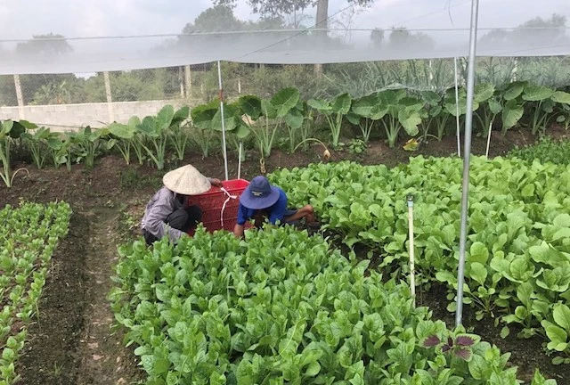 Các thành viên HTX Phú Lộc đang làm giàu nhờ rau sạch (ảnh: Tư liệu)