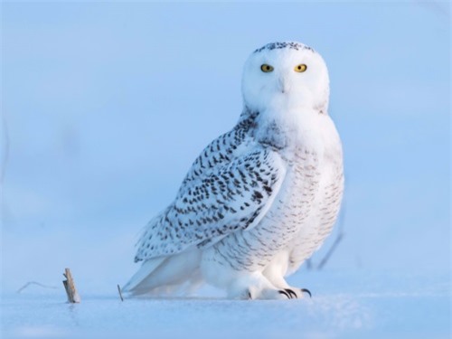 Cú tuyết không thể bị nhầm lẫn với những loài cú khác trên thế giới. Ảnh: Shutterstock. Cú tuyết không thể bị nhầm lẫn với những loài cú khác trên thế giới. Ảnh: Shutterstock.