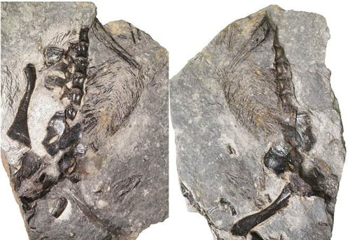Bí ẩn 2 "quái vật" 309 triệu tuổi quấn lấy nhau mà hóa đá