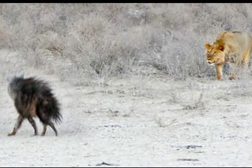 Linh cẩu nâu chết thảm trước nanh vuốt của sư tử