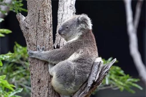Gấu túi thường ôm thân cây khi thời tiết nắng nóng. Ảnh: Corbis