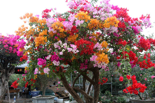 Hướng dẫn ghép hoa giấy nhiều màu trên 1 cây