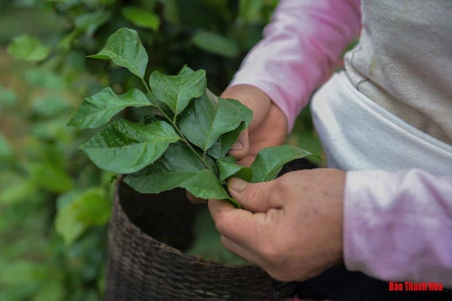 Và thứ quan trọng nhất không thể thiếu đó là lá Khăm Vặc (thứ lá có mùi thơm đặc trưng).