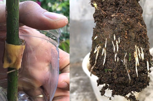 Mẹo nhân giống hoa hồng từ vỏ chuối vô cùng đơn giản và hiệu quả