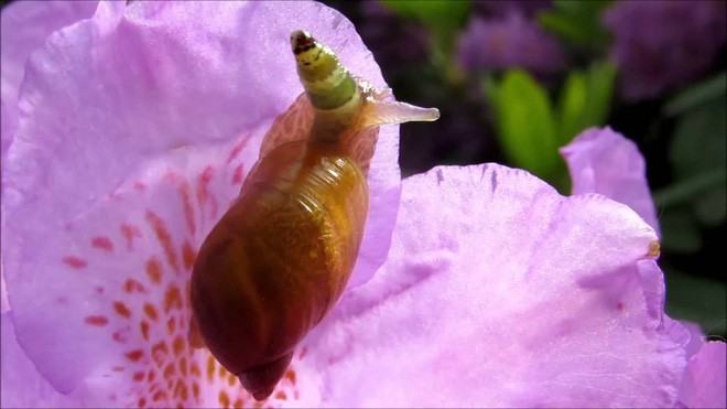 CLIP: 'Zombie' trong thế giới động vật sẽ khiến bạn kinh ngạc khi nhìn thấy