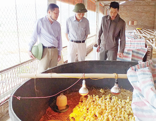 Phú Thọ: Làm giàu từ mô hình chăn nuôi gia cầm