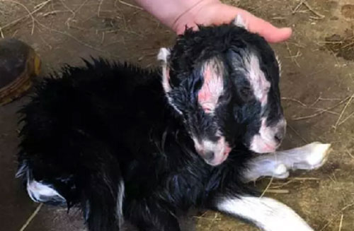 Chuyện lạ: Dê con hai đầu tại Mỹ