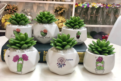 CLIP: Cách nhận biết và “cứu” sen đá bị úng, sốc nhiệt