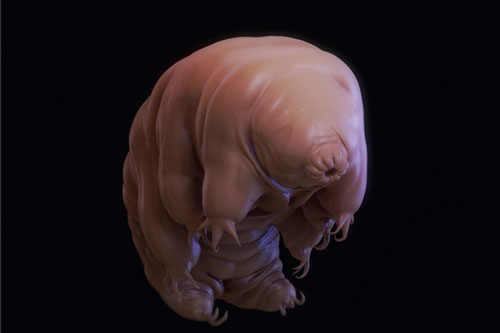 Ai đã cho loài sinh vật 'bất tử' này lên Mặt Trăng?