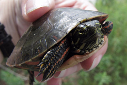 7 động vật chịu lạnh dưới 0°C giỏi nhất hành tinh