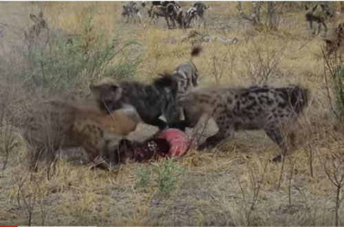 CLIP: Đàn chó hoang bất lực nhìn linh cẩu cướp mồi