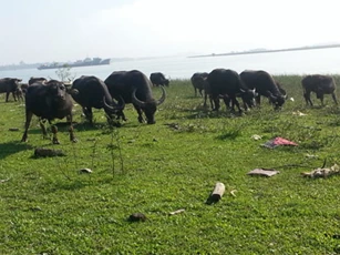 Nghệ An: Làm giàu từ nuôi trâu