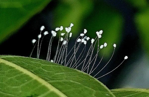 Sự thật không ngờ về hoa ưu đàm 3.000 năm nở 1 lần mà lại mọc "nhan nhản" khắp nơi