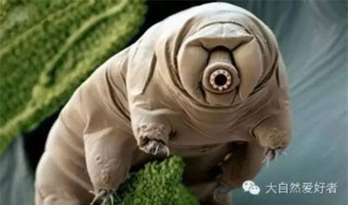 Cận cảnh loài sinh vật duy nhất có thể tồn tại ngoài Trái đất