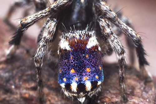 Bí ẩn về loài nhện mang trên mình kiệt tác của danh họa Vincent van Gogh