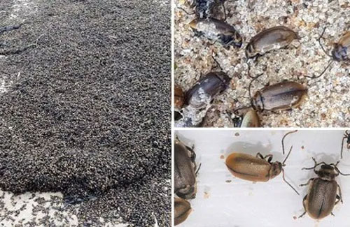 Bí ẩn hàng triệu con bọ phủ kín bãi biển