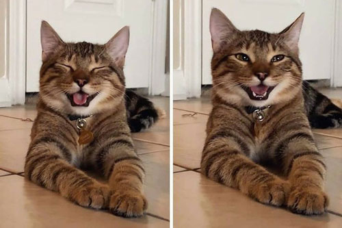 18 khoảnh khắc của thú cưng khiến bạn thư giãn tâm hồn