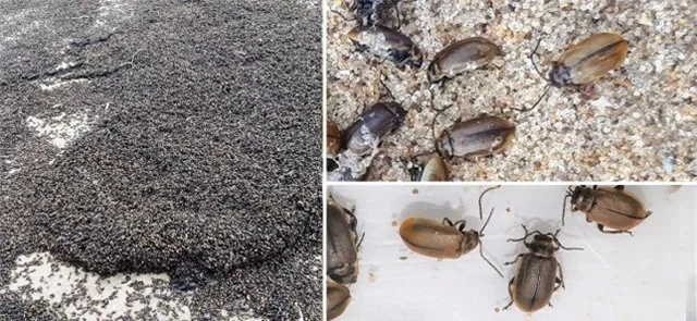 Bí ẩn hàng triệu con bọ phủ kín bãi biển - 1