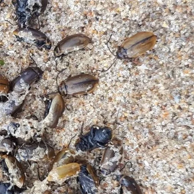 Bí ẩn hàng triệu con bọ phủ kín bãi biển - 2