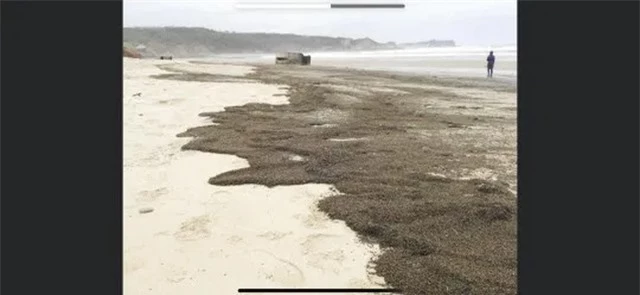 Bí ẩn hàng triệu con bọ phủ kín bãi biển - 3