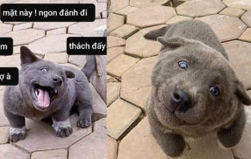 "Gấu Mèo Bắc Mỹ" - chú chó hot nhất MXH nhờ gương mặt "sinh ra là để tấu hài"