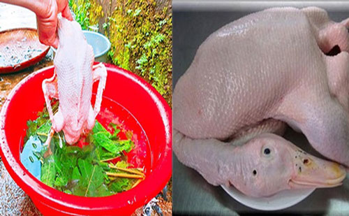 Những bộ phận của con vịt không được giữ lại mới có thể khử sạch mùi hôi hiệu quả