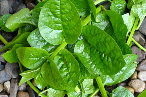 Lấy mồng tơi và làm theo cách này, da vừa sạch lì mụn lại trắng hồng rạng rỡ