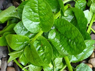 Lấy mồng tơi và làm theo cách này, da vừa sạch lì mụn lại trắng hồng rạng rỡ