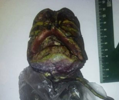 Giữ xác 'người ngoài hành tinh' trong... tủ lạnh?