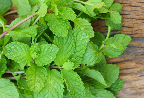 Bạc hà - Vị thuốc giải cảm bậc nhất