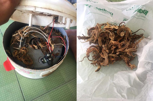 Hì hụi tháo nồi cơm điện ra sửa, cô gái trẻ sợ "xanh mặt" vì cảnh tượng bên trong