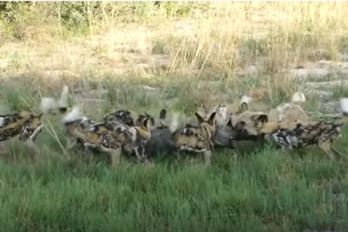 CLIP: Lợn bướu bỏ mạng dưới nanh vuốt đàn chó hoang