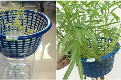 Không cần đến đất, hãy dùng 1 chiếc rổ bằng cách sau là có rau muống sạch tốt um, ăn hoài không hết