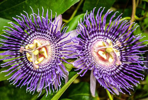 Lạc tiên tây - Loài cây giúp thư giãn, an thần