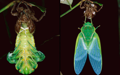 Ảnh đẹp: Ve sầu lột xác