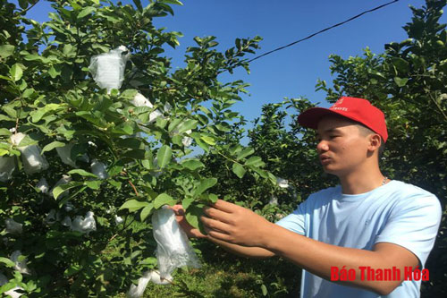 Thanh Hóa: Cất bằng đại học, cử nhân về quê xây dựng mô hình trang trại làm giàu