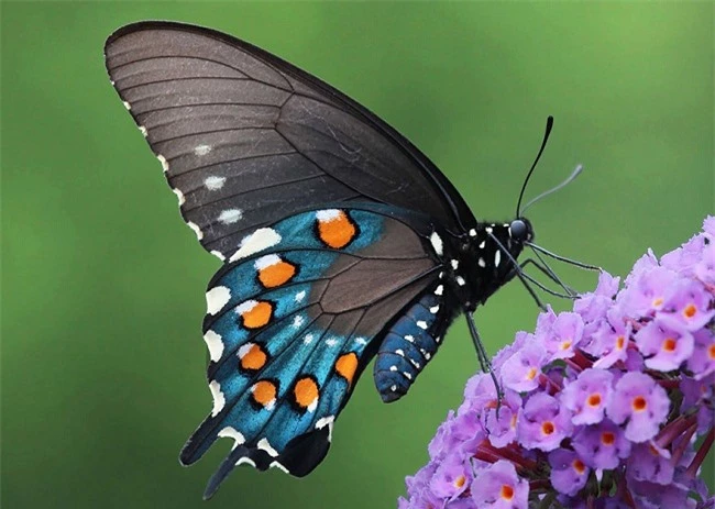 Màn lột xác kinh ngạc của 15 loài bướm - 12