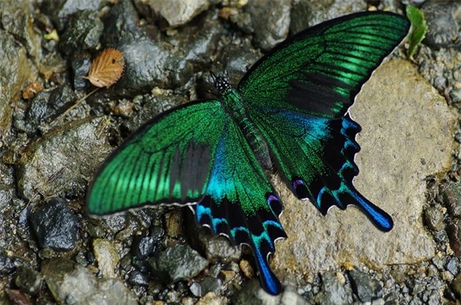 Màn lột xác kinh ngạc của 15 loài bướm - 16