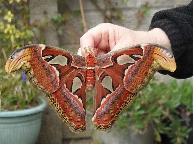 Màn lột xác kinh ngạc của 15 loài bướm - 18